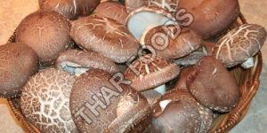 Shiitake Mushroom