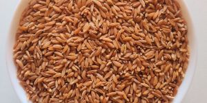 Khapli Wheat