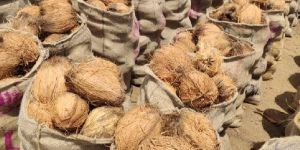 Semi Husk Coconuts