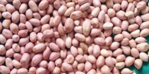 Groundnut Seeds