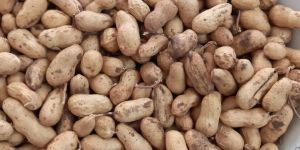 Shelled Groundnuts