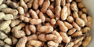 Shelled Peanuts
