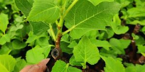Fig (Anjir) Plant