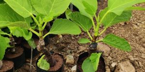 Fig Plant