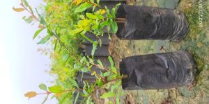 Pomegranate (Anar) Plant