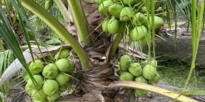 Vietnam Coconut Plant