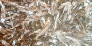Anchovy Dried