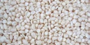 White Maize Seeds