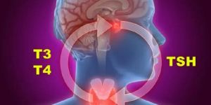 T3 T4 TSH Test