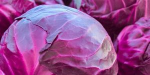 Fresh Purple Cabbage