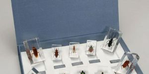 Zoology Plastic Embedded Specimen