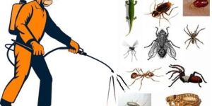 Insecticide License Services
