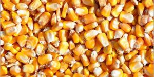 Maize Seeds