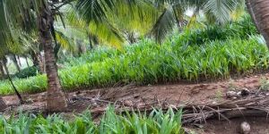 Orange Dwarf Coconut 2.5 years yield