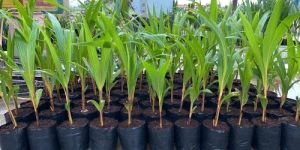 Natural Coconut Plant