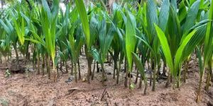 Outdoor Coconut Plant