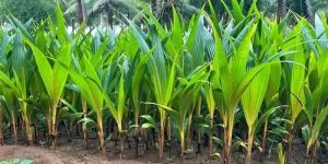 Tender Coconut Plant