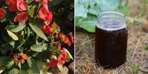 Organic Vermi Jeevan Ras