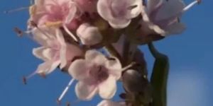 Ayurvedic Jatamansi Plant