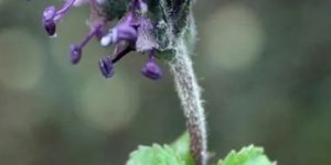 Ayurvedic Kutki Plant