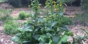 Ayurvedic Pushkarmool Plant