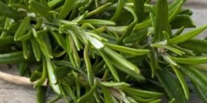 Ayurvedic Rosemary Leaves