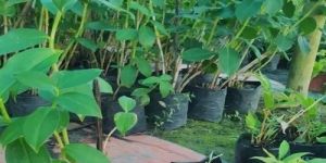 Ayuvedic Costus Plant