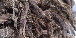 Dried Jatamansi Roots