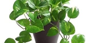 Money Plant