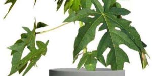 Papaya Plant