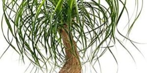 Ponytail Palm Plant