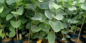Sandalwood Plant