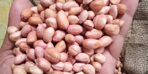 Groundnut Seeds
