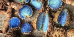 Black Turmeric Finger