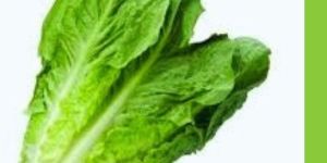 Classy Roman Vegetable