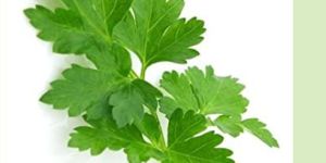 Classy Parsley Vegetable