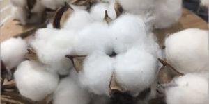 Raw Organic Cotton