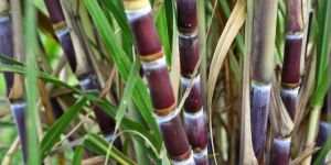Fresh Sugarcane