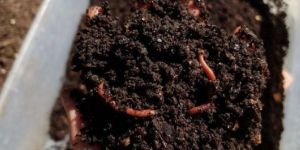 Vermicompost