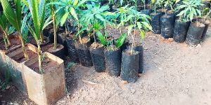 Mango Plants