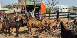 Sirohi Goats