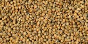Brown Bajra Seeds
