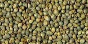 Green Bajra Seeds