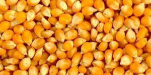 Natural Maize Seeds