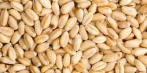 Organic Wheat Seeds