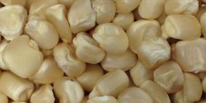 White Maize Seeds