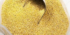 Yellow Bajra Seeds