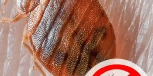 Bed Bugs Pest Control Service