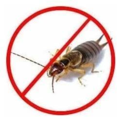 Earwig Pest Control Service