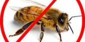 Honey Bee Pest Control Service